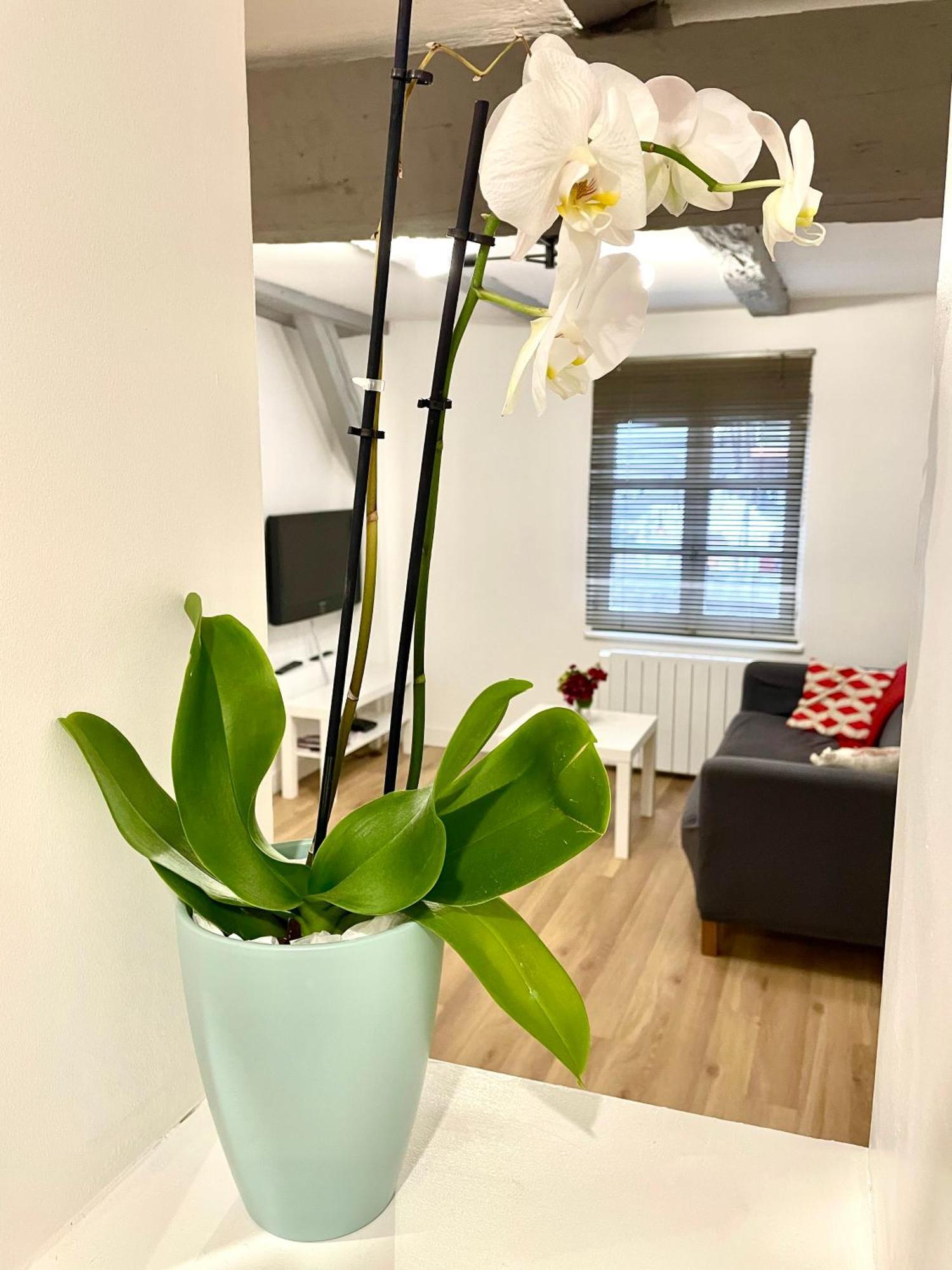 Strasbourg Magnifique Appartement Centre Ville Petite France Kültér fotó